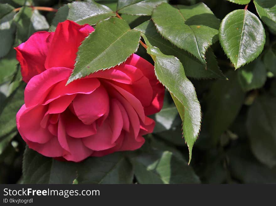 Flower, Plant, Flowering Plant, Rose Family