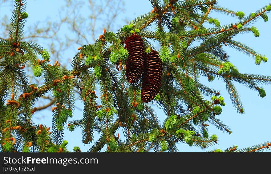 Tree, Spruce, Pine Family, Branch