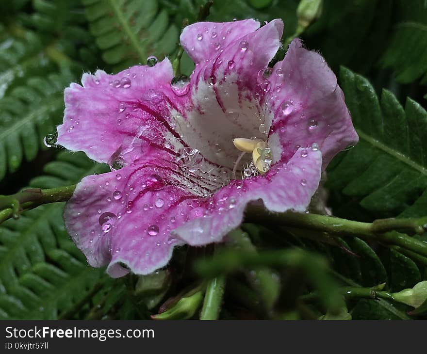 Flower, Plant, Flora, Annual Plant