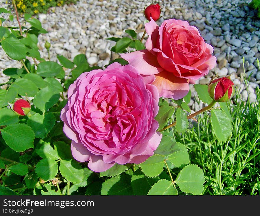 Flower, Rose, Rose Family, Floribunda