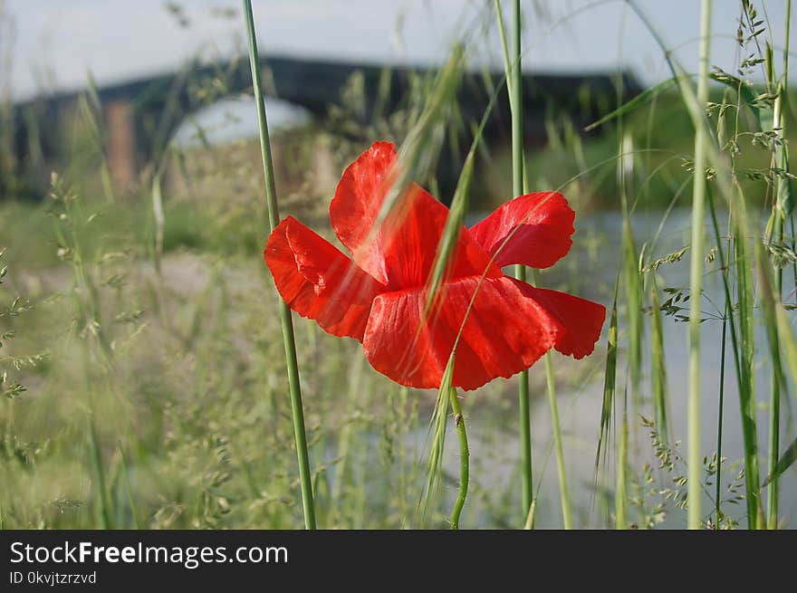 Flower, Red, Wildflower, Coquelicot