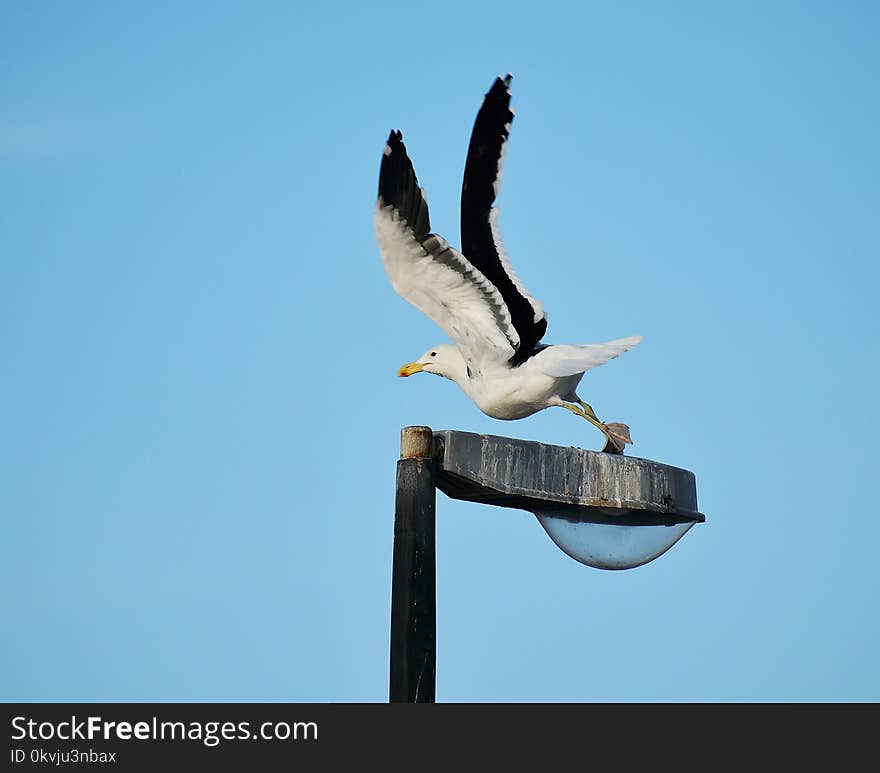 Bird, Sky, Fauna, Beak