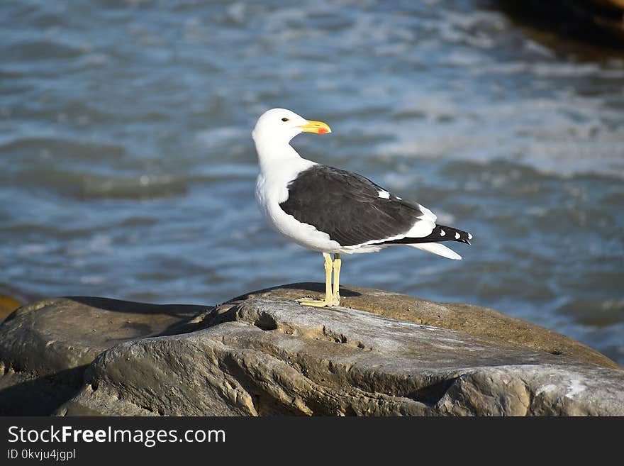 Bird, Seabird, Gull, Beak