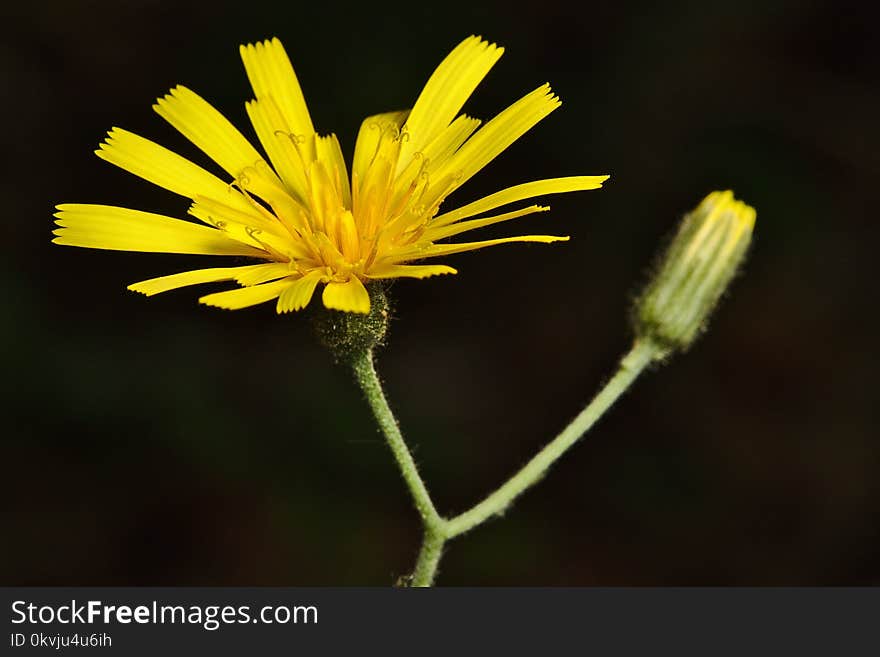 Flower, Yellow, Flora, Flatweed