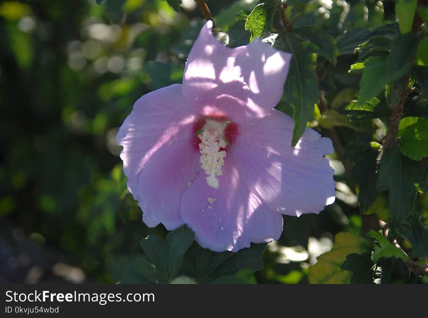 Flower, Plant, Flowering Plant, Hibiscus