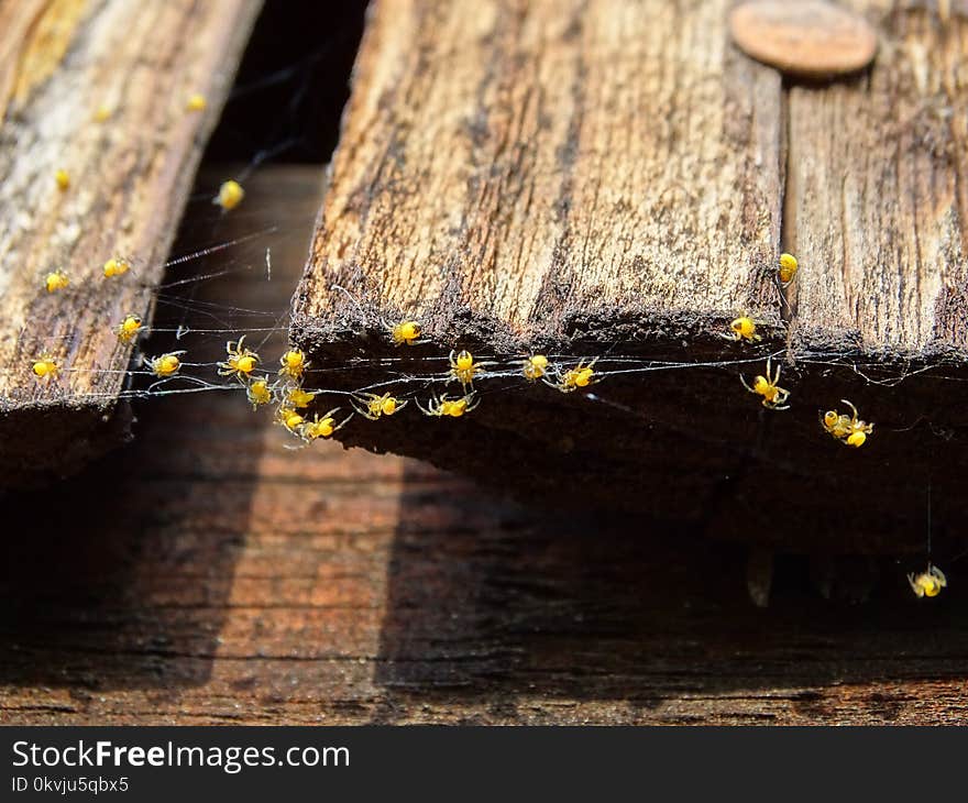 Yellow, Wood, Membrane Winged Insect