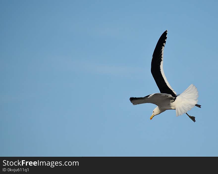 Bird, Sky, Seabird, Fauna