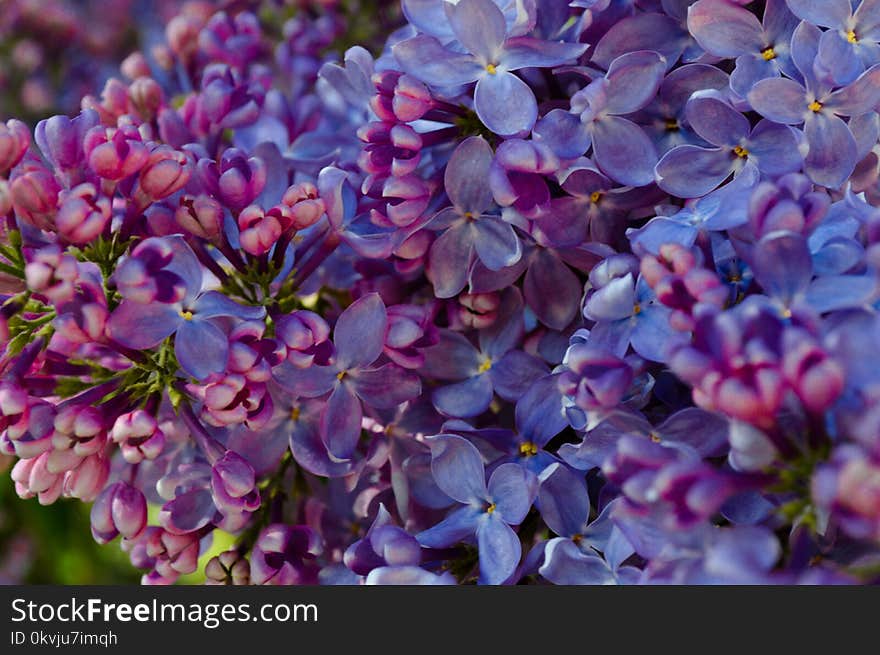 Flower, Purple, Plant, Flora