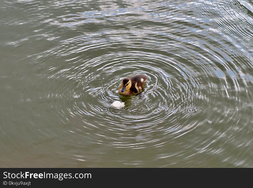 Water, Fauna, Duck, Water Bird