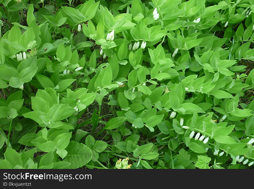 Plant, Leaf, Grass, Groundcover