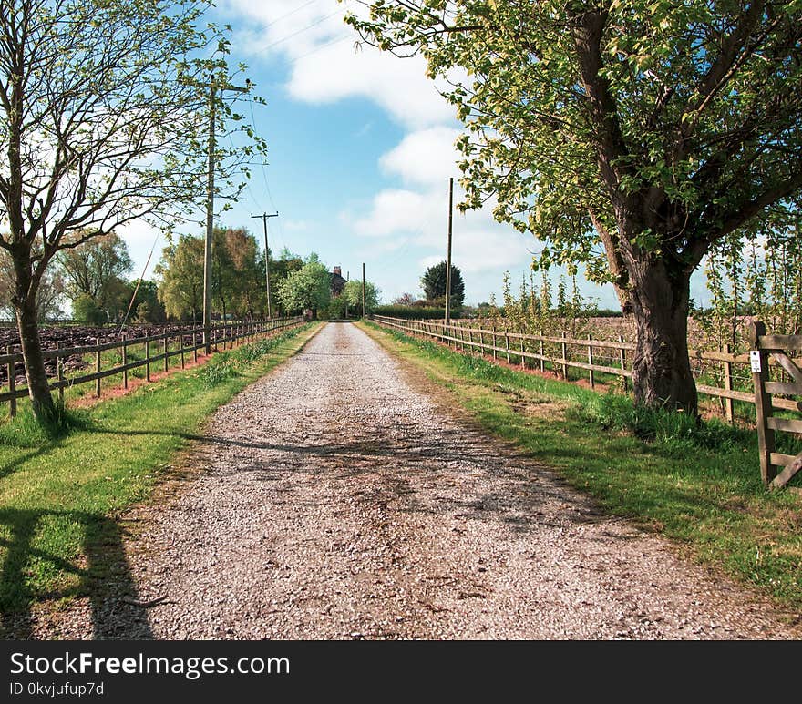 Path, Tree, Road, Nature Reserve