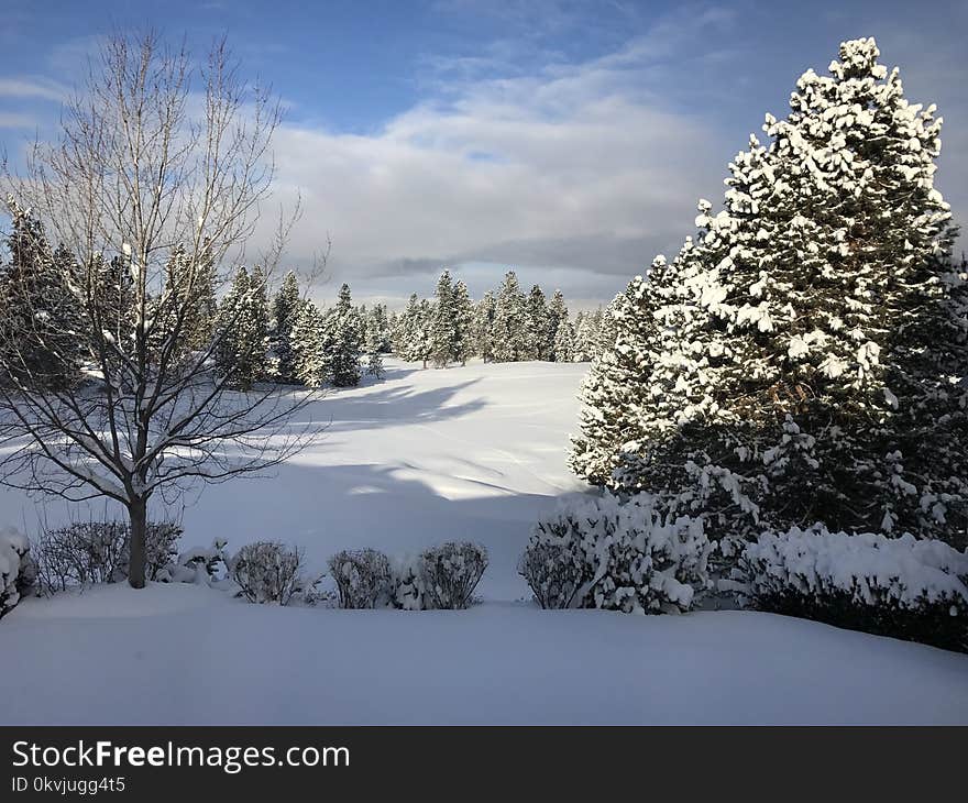 Snow, Winter, Sky, Tree