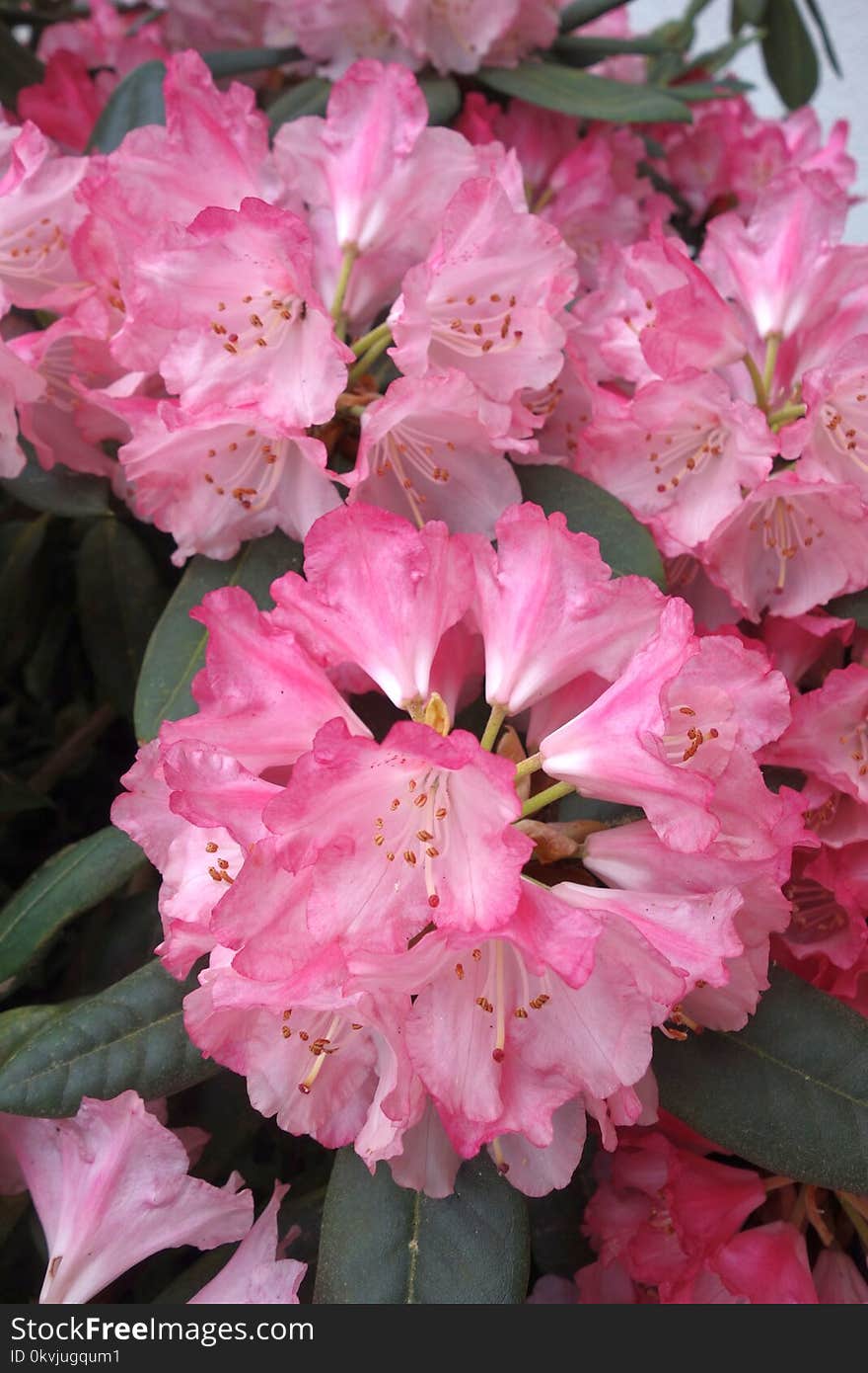 Flower, Plant, Pink, Flowering Plant