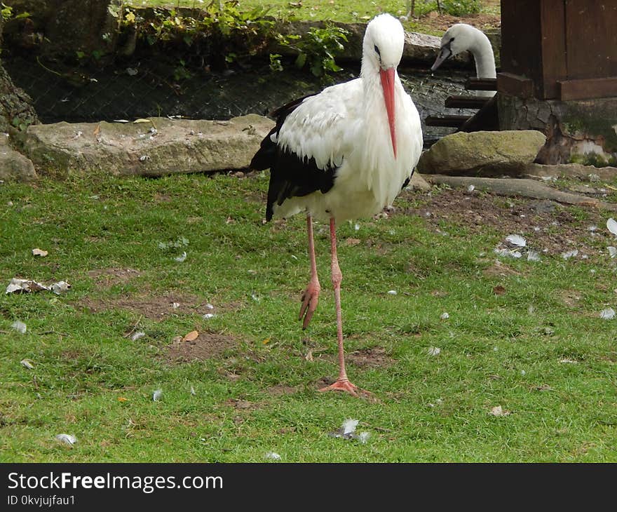 Stork, White Stork, Beak, Ciconiiformes