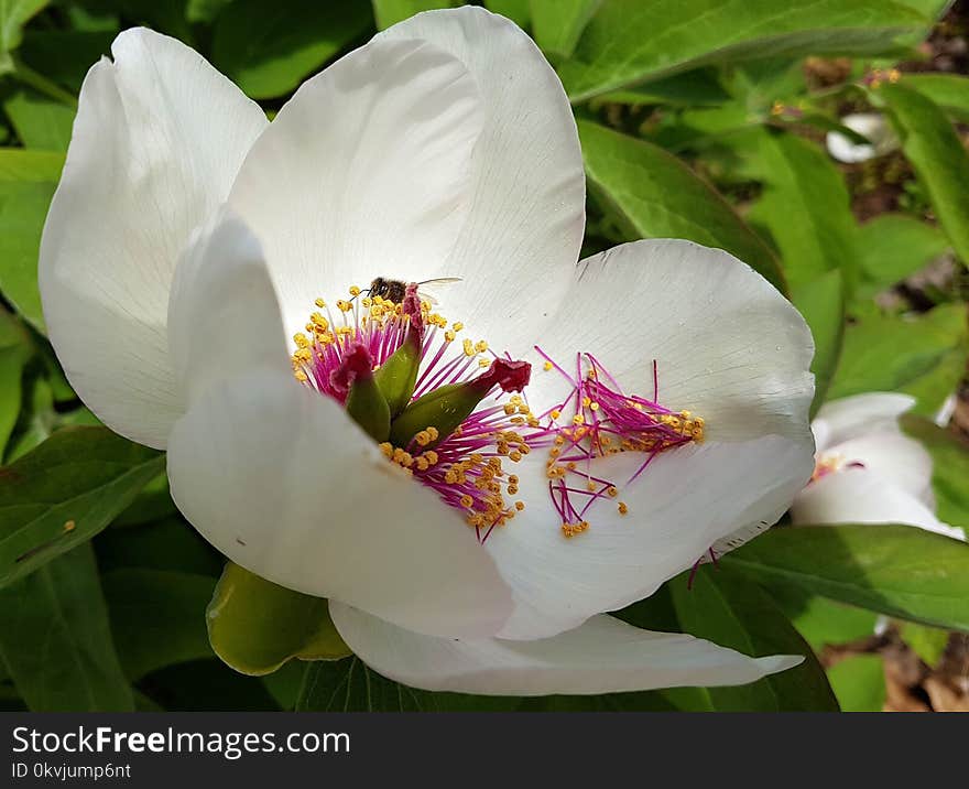 Flower, Plant, Flora, Flowering Plant