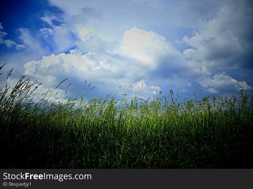 Sky, Grassland, Field, Ecosystem