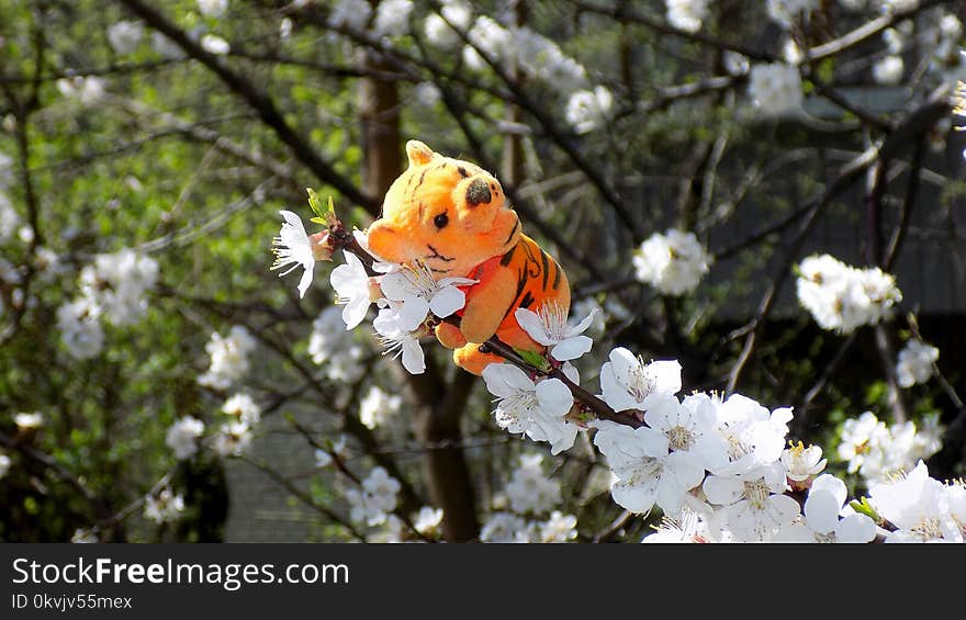 Flower, Plant, Spring, Tree