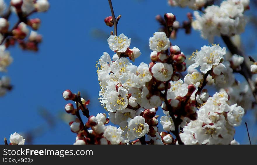 Blossom, Branch, Spring, Twig