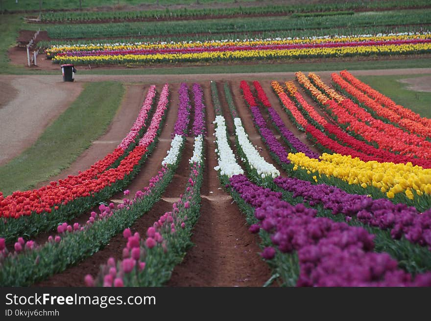 Flower, Plant, Flowering Plant, Field