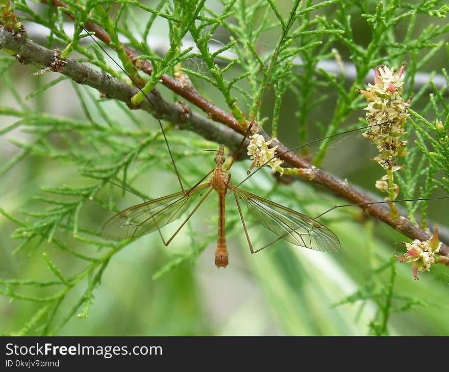 Insect, Damselfly, Dragonfly, Invertebrate