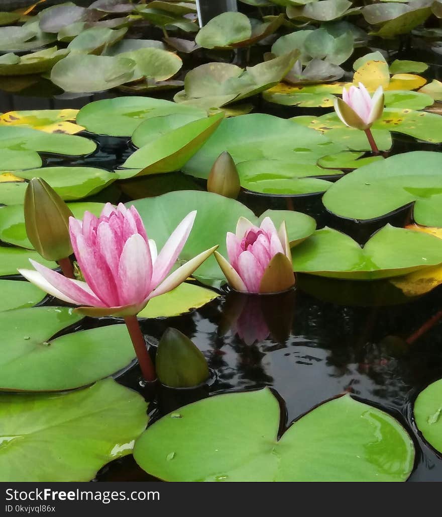 Flower, Plant, Flora, Leaf