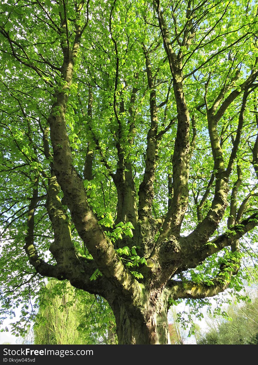 Tree, Woody Plant, Branch, Plant