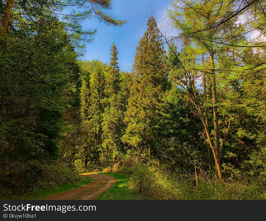 Ecosystem, Temperate Broadleaf And Mixed Forest, Spruce Fir Forest, Nature