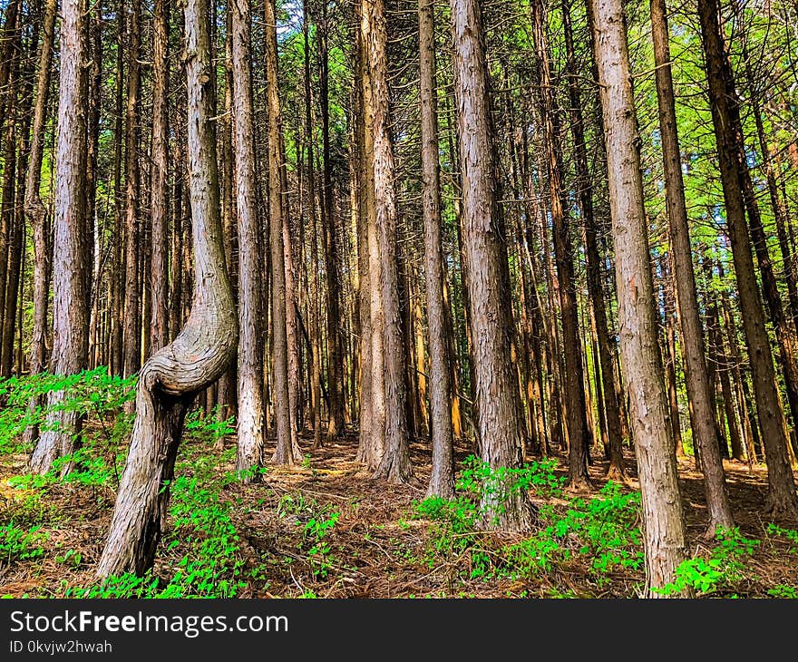 Woodland, Ecosystem, Forest, Tree