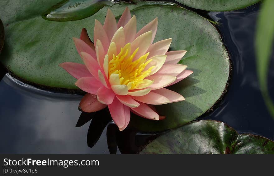 Flower, Flora, Plant, Aquatic Plant