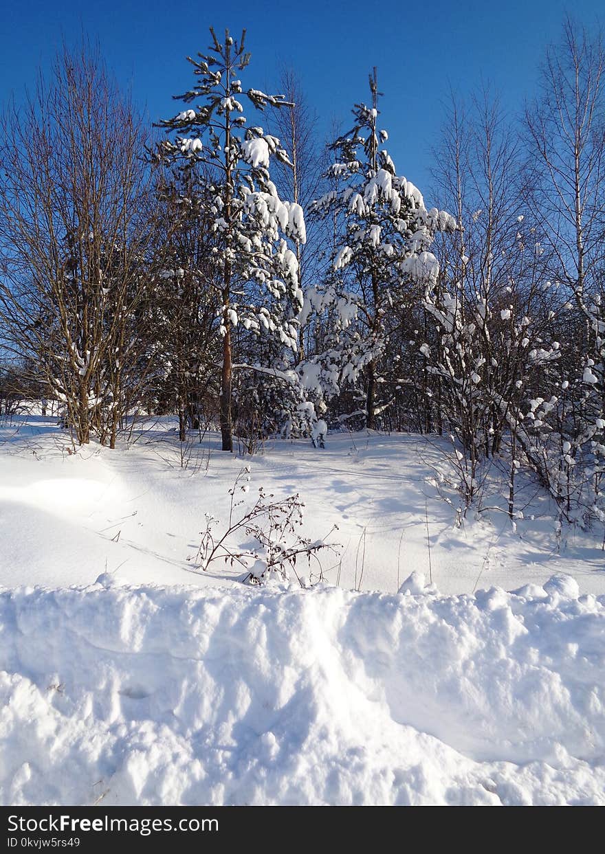 Snow, Winter, Tree, Sky