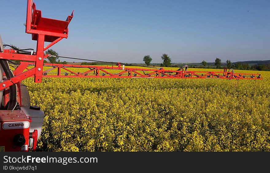 Field, Yellow, Canola, Plant