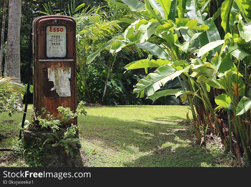 Nature Reserve, Plant, Flora, Grass