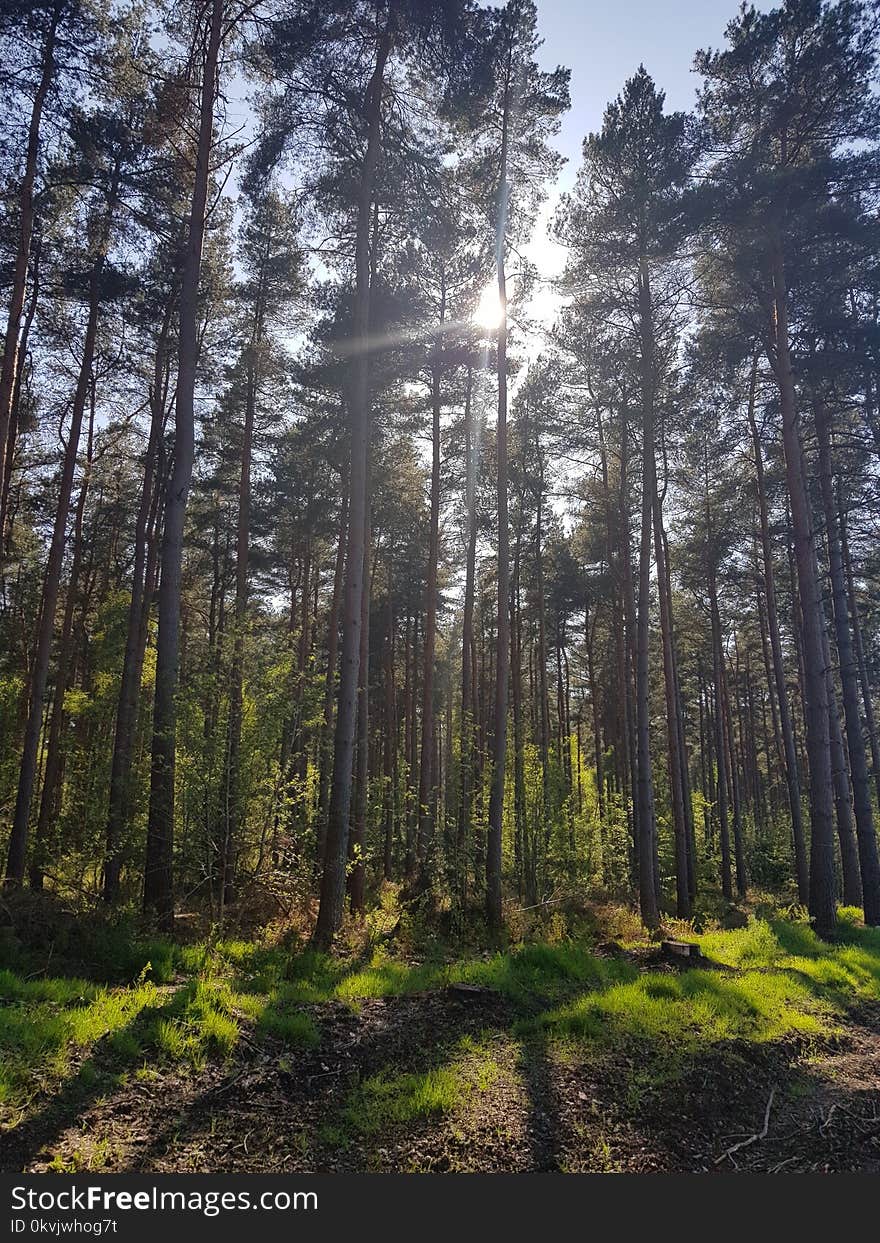 Spruce Fir Forest, Ecosystem, Forest, Temperate Broadleaf And Mixed Forest