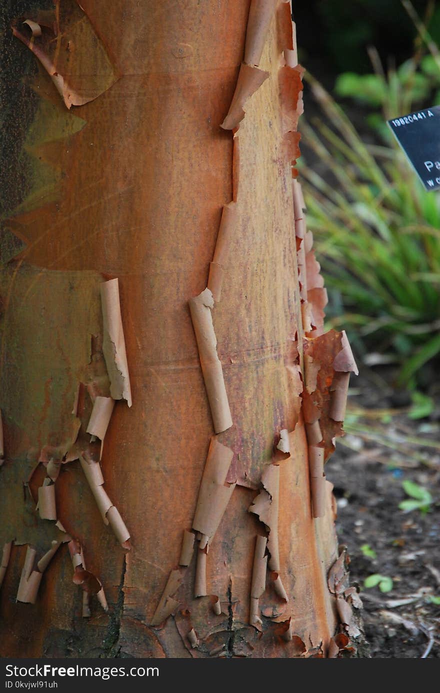 Tree, Trunk, Wood, Plant Stem