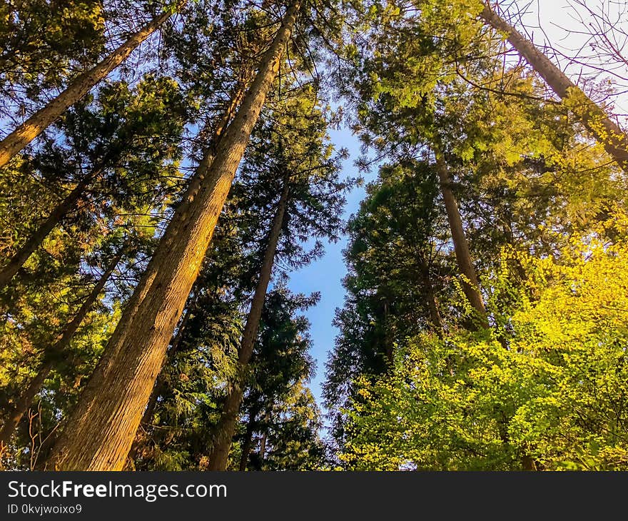 Tree, Nature, Ecosystem, Woody Plant