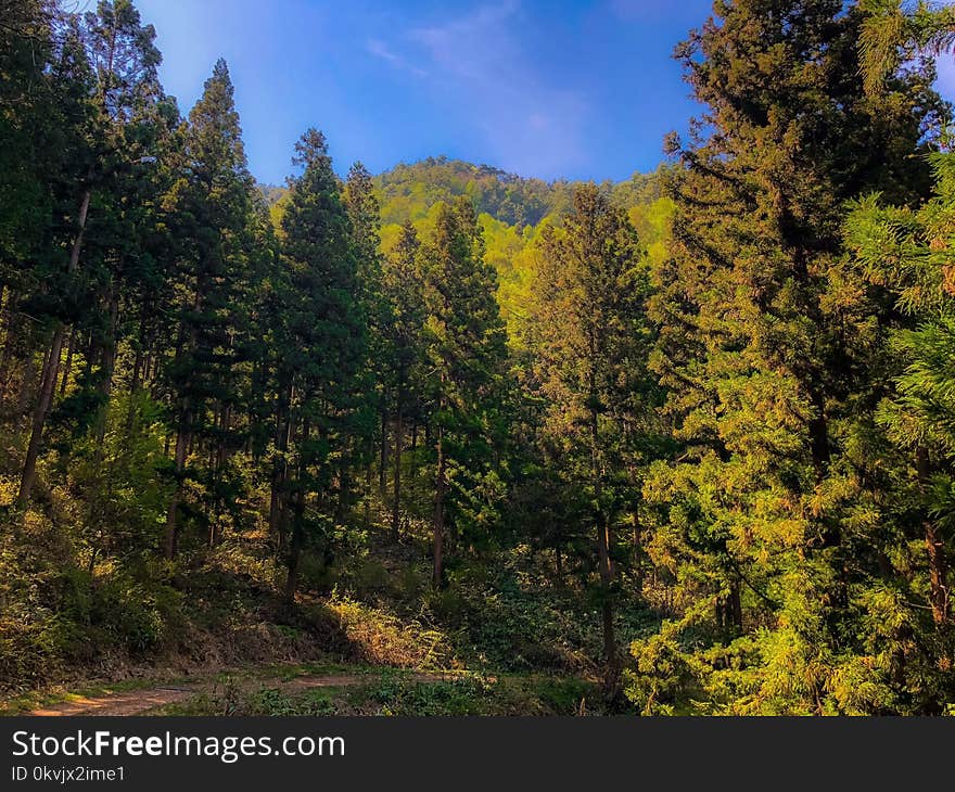 Temperate Broadleaf And Mixed Forest, Ecosystem, Nature, Spruce Fir Forest