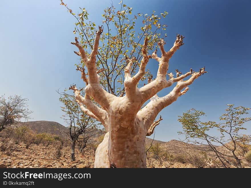 Rare African tree, known as white Baobab. Rare African tree, known as white Baobab.