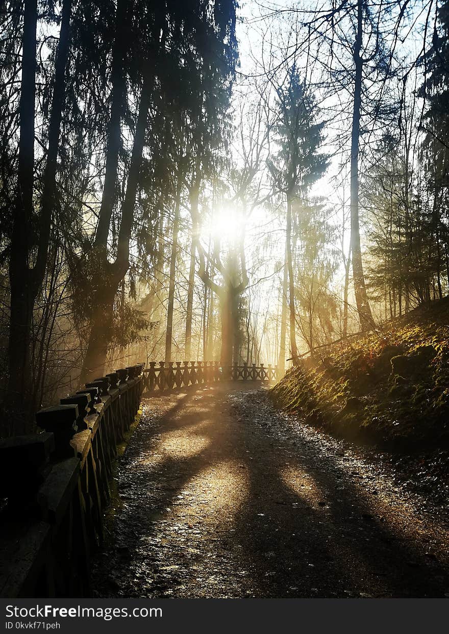 Forest in Vilnius, Lithuania. Forest in Vilnius, Lithuania