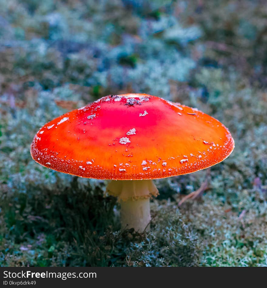 Amanita Muscaria. Red poisonous Fly Agaric mushroom in forest. Amanita Muscaria. Red poisonous Fly Agaric mushroom in forest