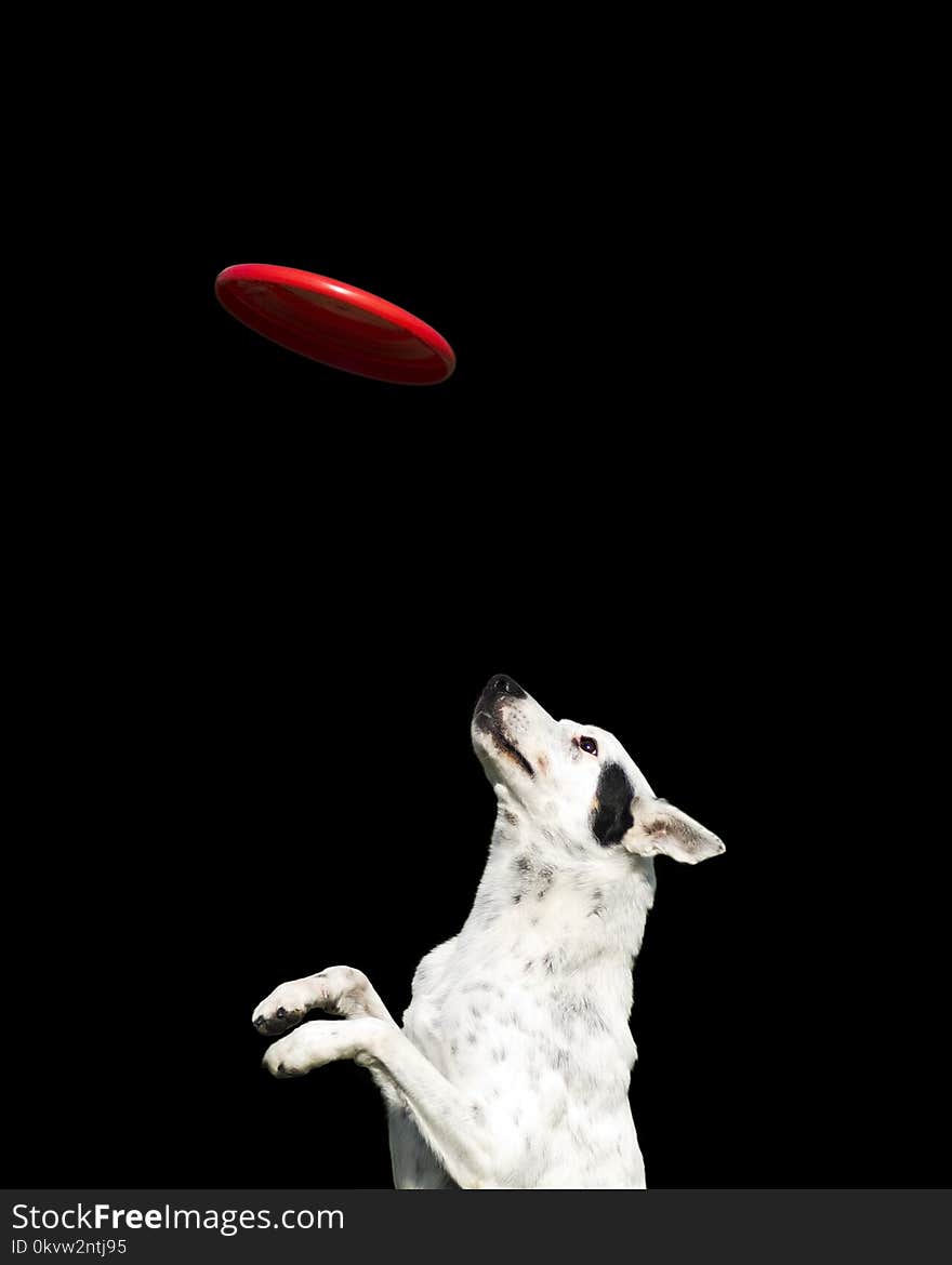 Happy dog white with black spots catching a red disc on a black background. Happy dog white with black spots catching a red disc on a black background