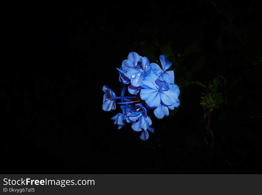 Purple Flowers