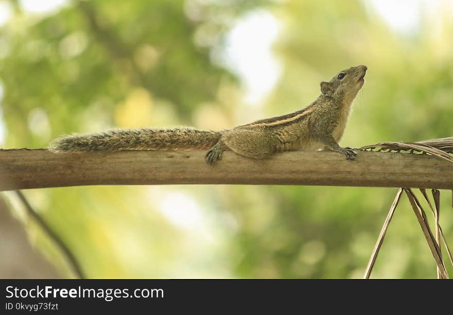 Photo of Chipmunk on Tree Branch