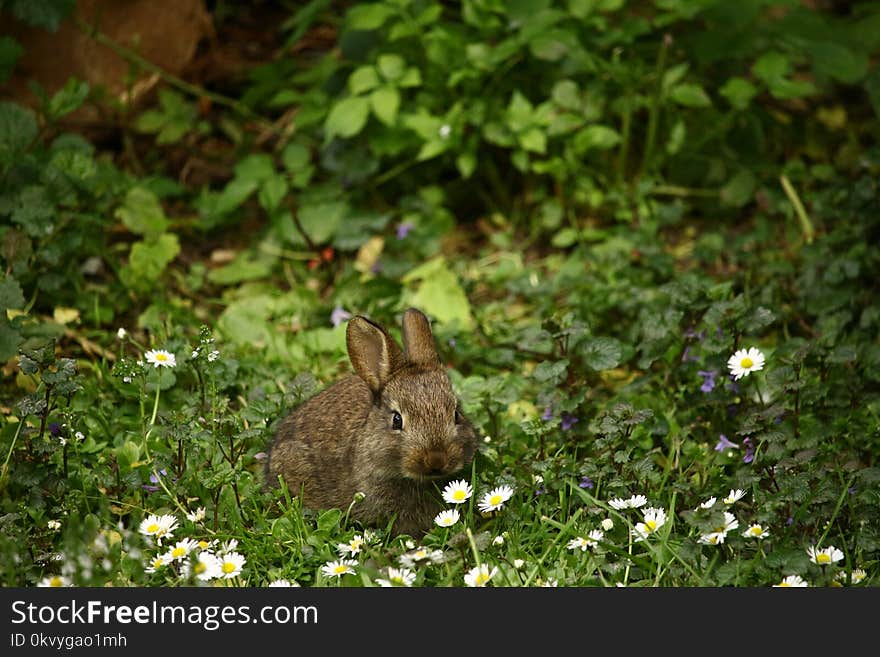 Brown Rabbit in Front of White Daisies