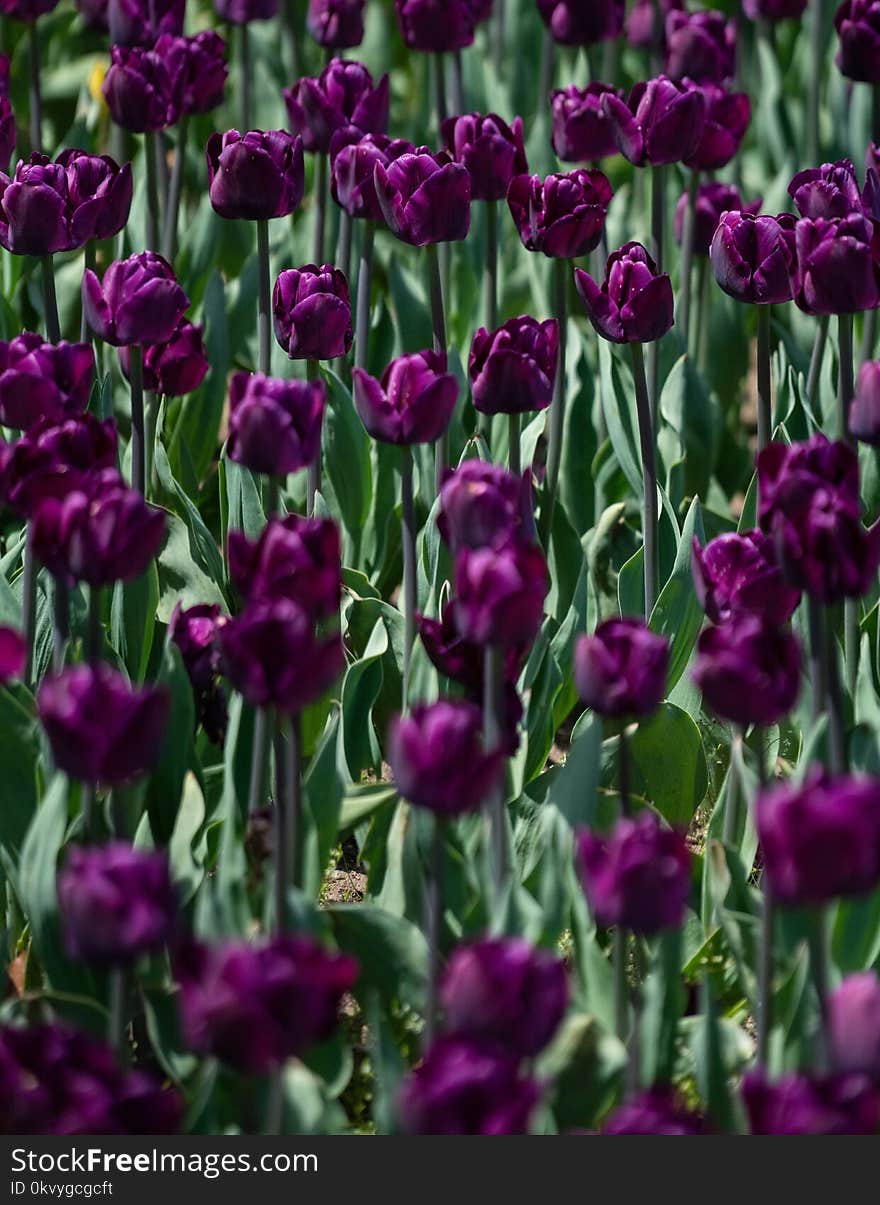 Dark Purple Tulip Flowers