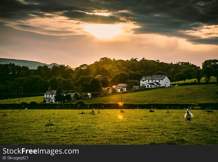 White Sheep on Field during Golden Hour Time