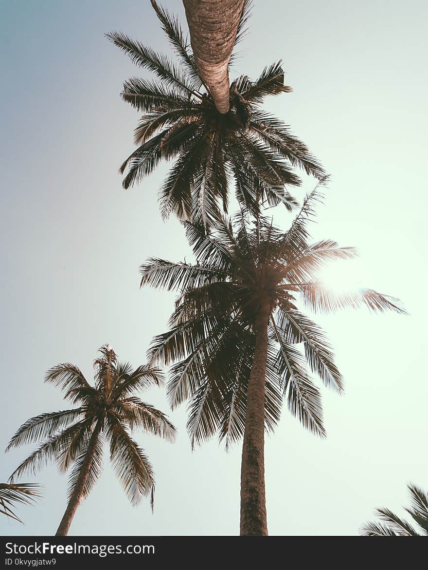 Low Angle Photography of Coconut Trees Under Blue Sky