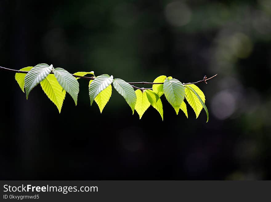 Selective Focus Photography of Green Leaves