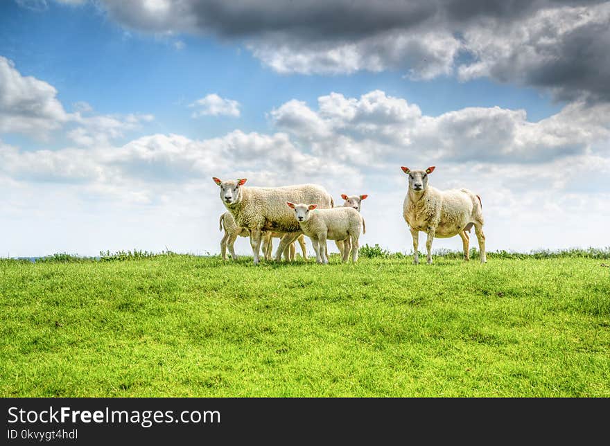 Five White Sheep on Farm