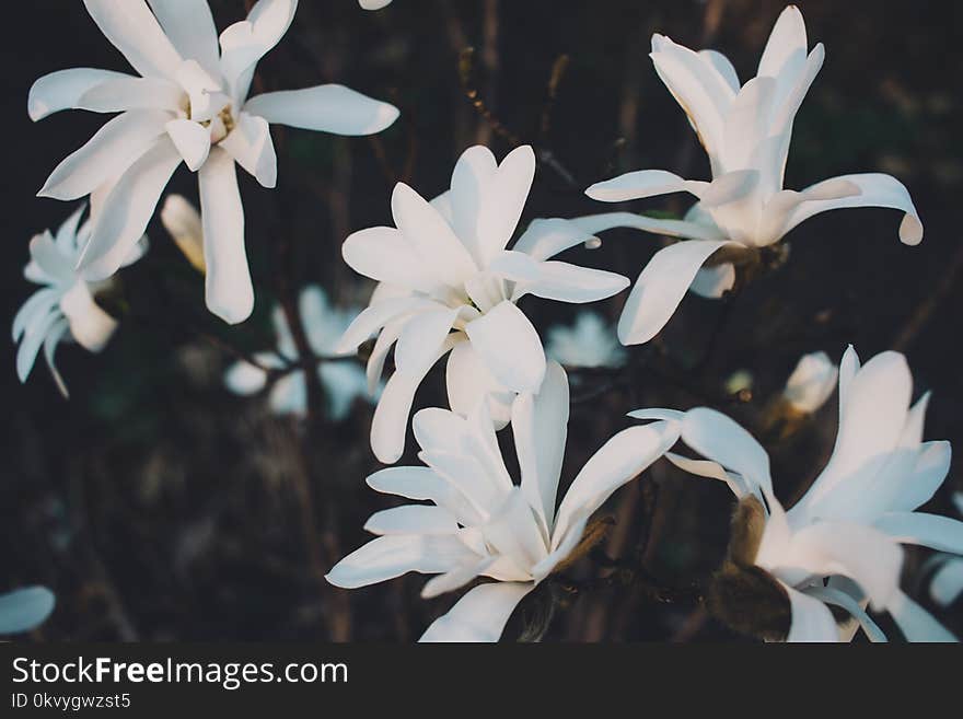 White Magnolia Flowers in Closeup Photo