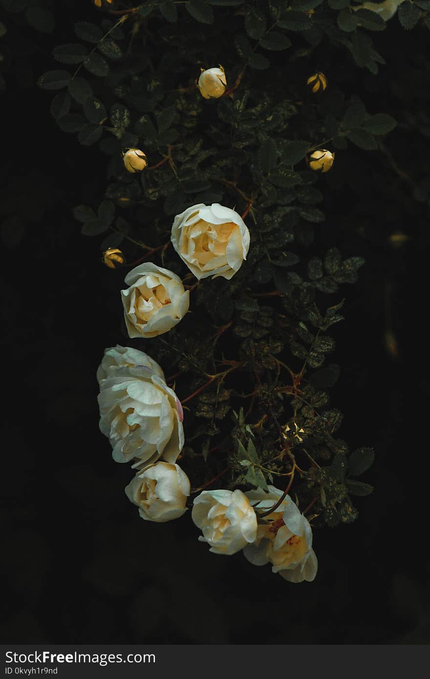 White Roses